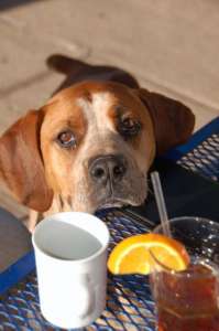 Rocking V Cafe | Kanab Utah’s Best Restaurant | dog patio